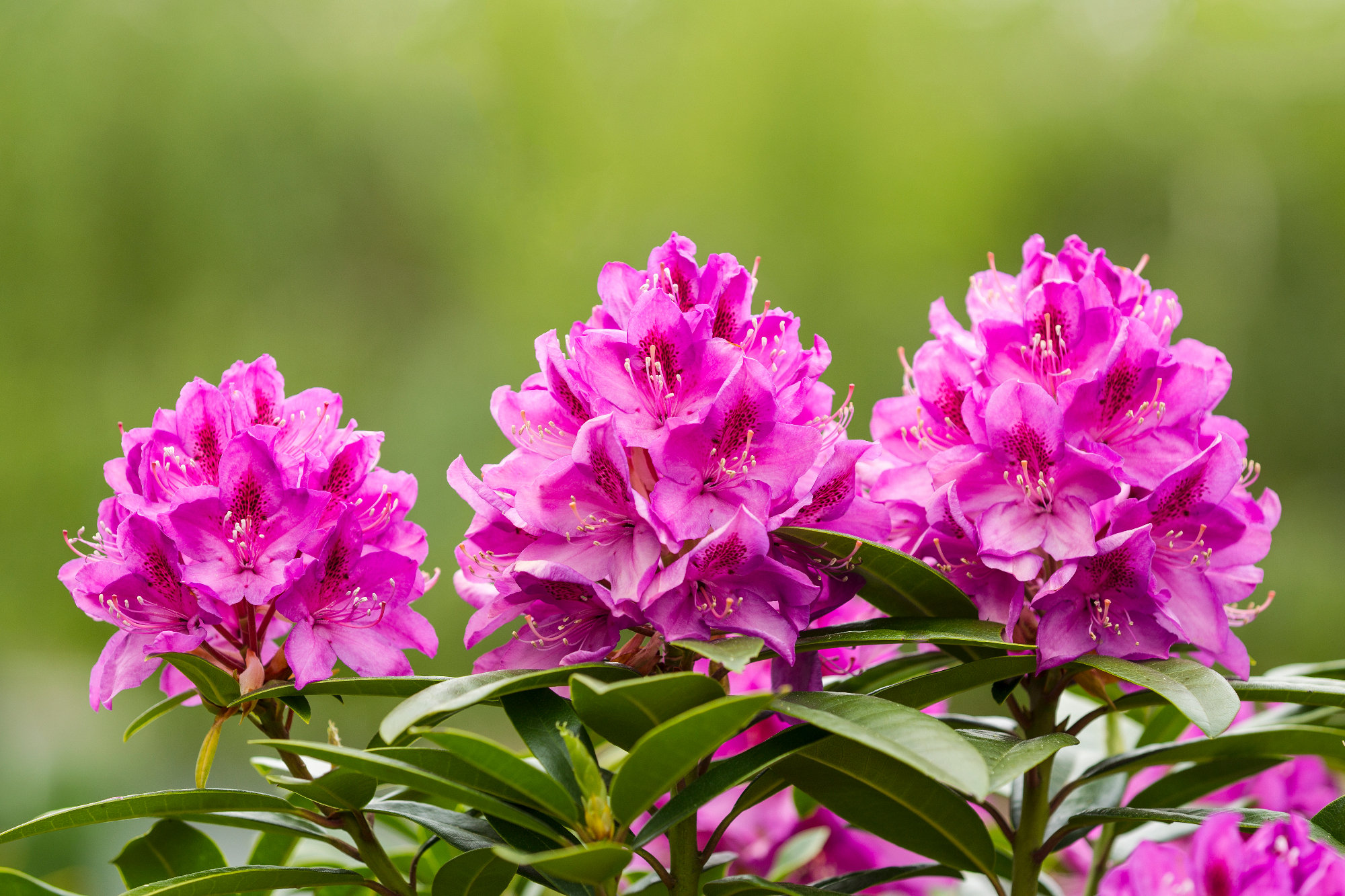 Načrt, da se rododendron posadi, se že dela